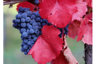 vino